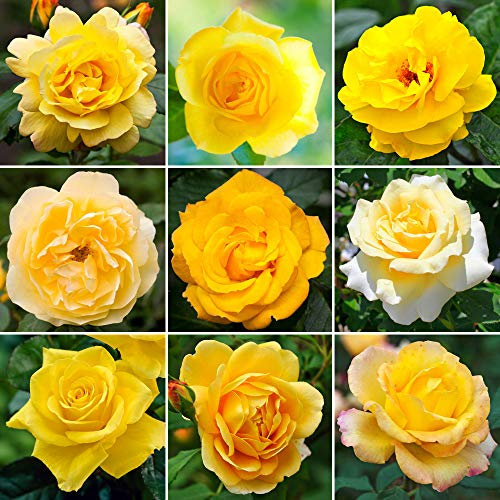Stunning Yellow Potted Rose | Premium Garden Roses with Colourful Summer Flowers