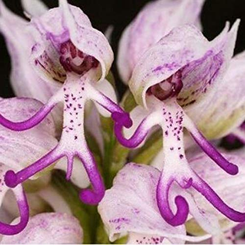 TOYHEART 50 Stück Premium-Blumensamen Großer Wasserbedarf Gute Belüftung Benötigen Sie Dekorative Italienische Rote Orchideensamen Für Den Balkon Lila