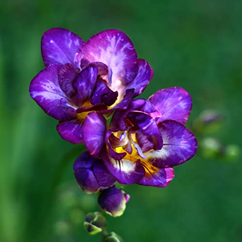 Freesien Zwiebeln Bodendecker Blumenzwiebeln Winterhart MehrjäHrig Stauden Blumen Geschenk Blumenzwiebel Winterlinge Winterharte Pflanzen FüR Garten Balkonpflanzen 10zwiebeln