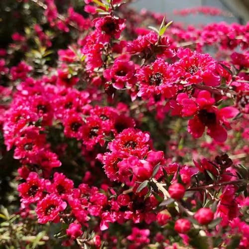 90 pcs manuka pflanze samen danke geschenk dekopflanzen Leptospermum scoparium, blumen geschenk pflanzendeko pflanztopf geschenke für gartenliebhaber gewächshaus balkon blumensamen