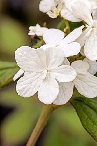 Viburnum plicatum 'Summer Snowflake' 30-40 cm – Winterhart, Mehrjährig, Pflegeleicht – Japanischer Schneeball – Heckenpflanze für Garten & Sichtschutz