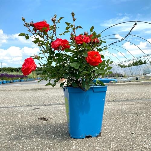 Zwergrose 'Zwergenfee 09®', orange-rot, Topf 3 Liter