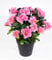 Seidenblumen Roß Azalee 24cm rosa-pink im Topf LA Kunstpflanzen Kunstblumen künstliche Blumen Pflanzen
