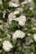 Aronia melanocarpa 'Hugin' 80 cm - Schwarze Apfelbeere, weiße Blüten, Blütezeit Mai, essbare Früchte, ideal für Hecken, bienenfreundlich, winterhart