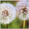 ARTland Wanddeko Glasbilder Wandbild Glas Bild einteilig 50 x 50 cm Quadratisch Pflanzen Blumen Mikro Makro Pusteblume Löwenzahn S9MJ