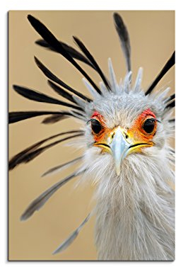 Paul Sinus Art Fotoleinwand 90x60cm Tierfotografie – Afrikanischer Sekretär Vogel im Porträt