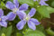 Clematis integrifolia 'Arabella' Waldrebe Kletterpflanze im Topf gewachsen (100-150cm)