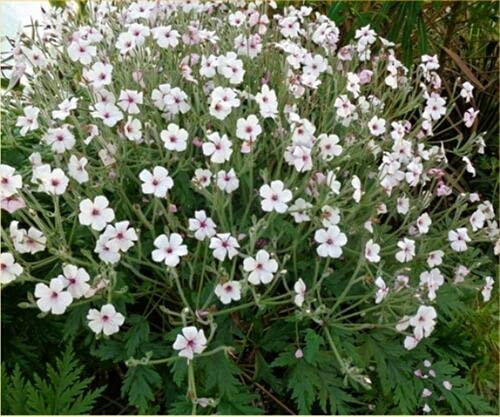 10 Seed of Geranium Maderense Guernsey White