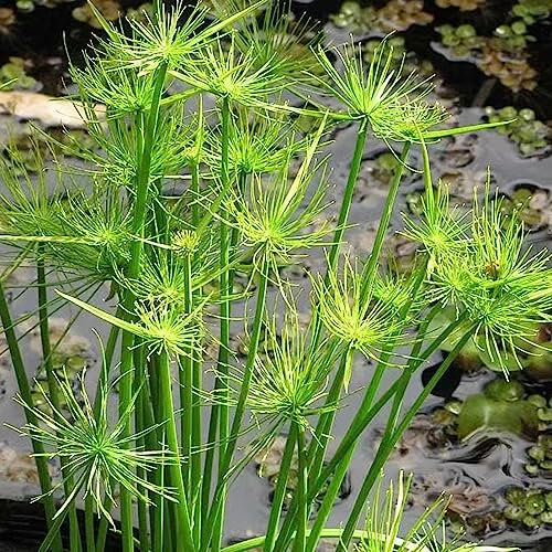 100 semilla Planta de papiro (Cyperus papyrus) Plantas de estanque resistentes Comprar planta de papiro Plantas de balcón Hardy Perenne Cama elevada, plantas exóticas Planta perenne