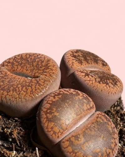 Lithops Rubra - Piedra Viva | Plantas Naturales | Pur Plant