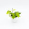 Pianta vera di Philodendron scandens - Diametro Vaso Ø 12 cm