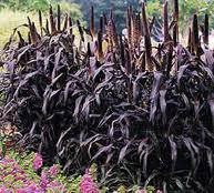 Purple Majesty Hirse (Perlhirse, Zierhirse oder Schwarzblatthirse) Ziergras Pennisetum Glaucum Samen:Packung mit 100 Stück