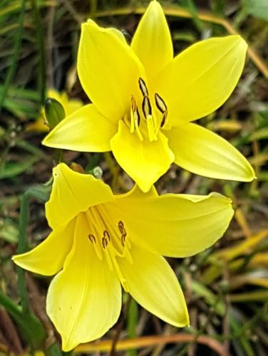 5 Stück Stauden Lilie Kleine Taglilie 'Hemerocallis Minor' gelb 11 x 11 cm Topf winterhart Freilandaufzucht