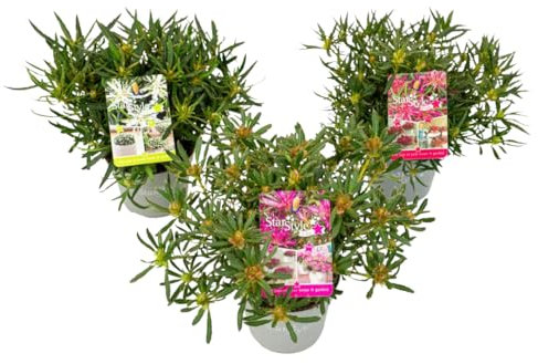 Plant in a Box - Rhododendron 'Azalea StarStyle' - 3er Set - Japanische Azalee - Topf 10,5cm - Höhe 25-40cm - Gartenpflanzen - Winterhart