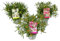 Plant in a Box - Rhododendron 'Azalea StarStyle' - 3er Set - Japanische Azalee - Topf 10,5cm - Höhe 25-40cm - Gartenpflanzen - Winterhart