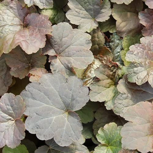 6x Heuchère 'Palace Purple' – Heuchera micrantha 'Palace Purple' – Godet 9x9cm | Feuillage pourpre, vivace robuste