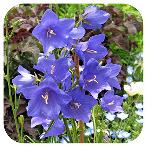 Campanula Fairy Bellflower 'Blue' x 6 Large Plug Plants Hardy Perennial by Growtanical®