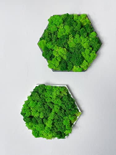 Islandmoos Farbkombi Moosbild Hexagon Holz Rahmen Sechseck Gedankenwunder Manufaktur
