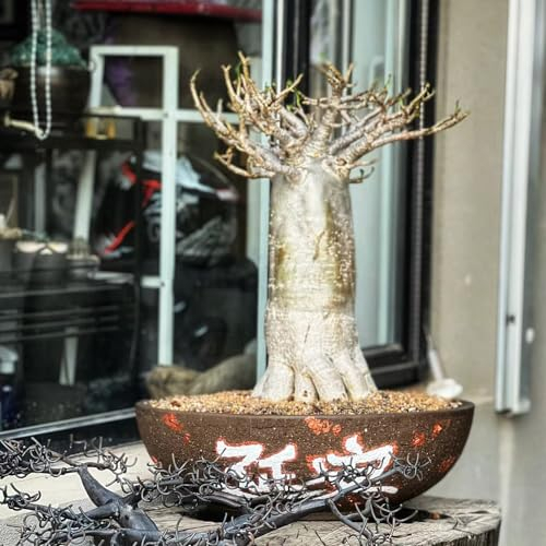 30 Pcs Affenbrotbaum Samen - Baobab Baum Kaufen Samen Indoor Plants, Stauden Winterhart Mehrjährig (Adansonia Digitata) Balkonpflanzen Winterhart Mehrjährig, Samen Balkon Garden Bonsai-Baum,