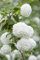 Viburnum opulus 'Roseum' 100-125 cm - Schneeball, weiße Blüten, Blütezeit Mai-Juni, ideal für Hecken, bienenfreundlich, winterhart