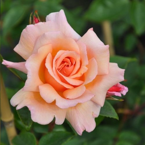 Kletterrose Compassion - Mehrjärig, Rosa und Winterhart - Duftend | Blütezeit: Juni bis zum Frost (öfter blühend)