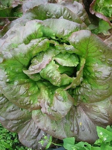 Buy4Seeds Lettuce RED Romaine COS 2100 Seeds Easy to Grow