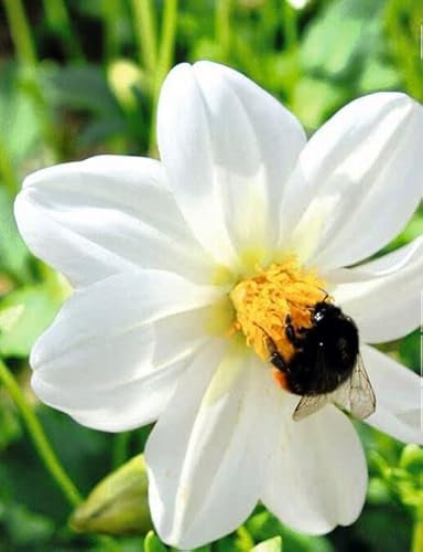 Mignon-Dahlien Sneezy
