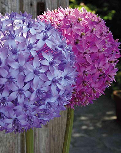 artplants.de Kunstblume Allium LIECHA, lila, 80cm, Ø14cm - Zierlauch Künstlich/Allium Deko