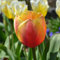 Blumenzwiebeln Tulpenzwiebeln Darwin-Hybrid-Tulpen Apeldoorns Elite (25 Zwiebeln)