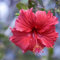 lamphle 100 Teile/beutel Helle Farbe Hibiskus Samen Gute Ernte Dekorative Garten Geschenk Blumensamen für Balkon Blume Obst Baum Gemüse Gras samen Hibiskussamen