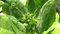 Semi tabacco Virginia agricoltura biologica Heirloom