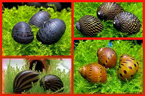 3 Rennschnecke + 1x Napfschnecke - Anti Algen Schnecken Set fürs Aquarium