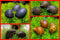 3 Rennschnecke + 1x Napfschnecke - Anti Algen Schnecken Set fürs Aquarium