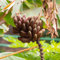 50 pz semi resistenti del banano, seme, semi di antiche varietà pianta di banano (Musa nana) vero albero bonsai, perenne perenne resistente frutta colonnare, regali Piante da balcone,
