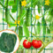 Treillis de jardin pour plantes grimpantes – Filet de concombre à légumes robuste pour plantes grimpantes, pois verts, tomates, vignes, filet de croissance en plein air (2,9 x 1,8 m)