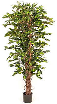 Großer Ficus Benjamini Kunstbaum 210cm hoch mit verdrehten Naturstämmen und 920 Blätter