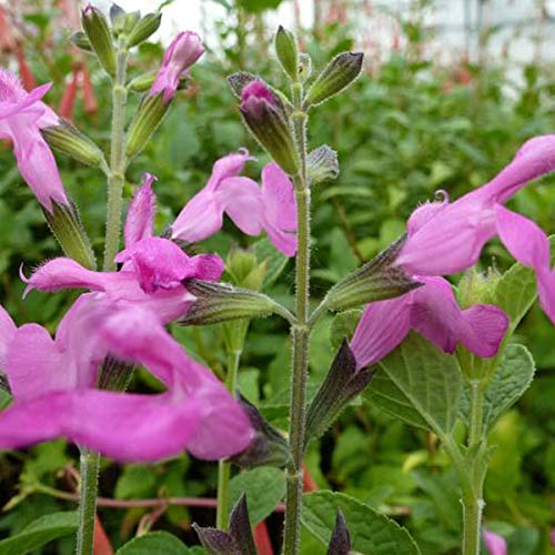 6 x Salbei 'Pink Beauty' - Salvia Microphylla 'Pink Beauty' Topf 9x9cm: Zarte rosa Blüten für sonnige Standorte