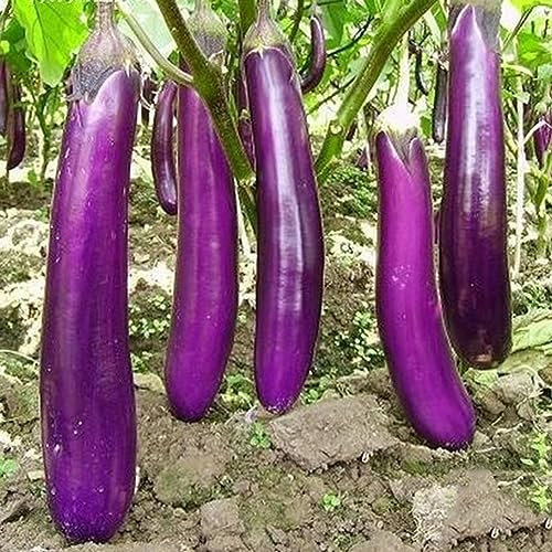 50 Unids Long Purples Berenjena Semillas Melongena Berenjena Vegetales Saludables para Plantar Jardín