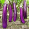 50 Unids Long Purples Berenjena Semillas Melongena Berenjena Vegetales Saludables para Plantar Jardín