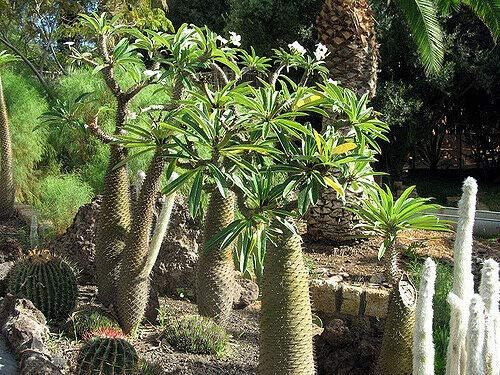 GETSO Semi Pacchetto Non Piante: 5 x Pachypodium Lamei Semi - Madagascar Semi di Palma