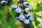 winterharte Heidelbeere (Blaubeeren) Pflanze, (Vaccinium corymbosum), Sorte: Jersey, kräftige Pflanzen, ca. 55cm hoch, im 14cm Topf, (2 Pflanzen im Set)
