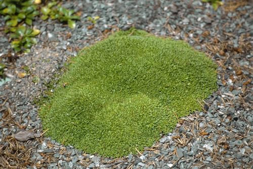 Silene acaulis 'Floribunda' 9x9 cm Topf – Winterhart, Mehrjährig, Immergrün – Moos-Nelke – Bodendecker für Steingarten & Alpinum