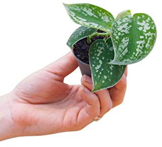 PLNTS - Baby Scindapsus Pictus Argyraeus - Zimmerpflanze - Echte Pflanzen für Drinnen - 6cm Topf - Höhe 15cm