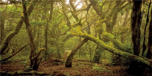 MIRRORANG 180x46cm Deep Forest Terrarium Hintergrund Foggy Regenwald Aquarium Hintergrund Tropische Reptilien Lebensraum Hintergrund Durable Vinyl Hintergrund