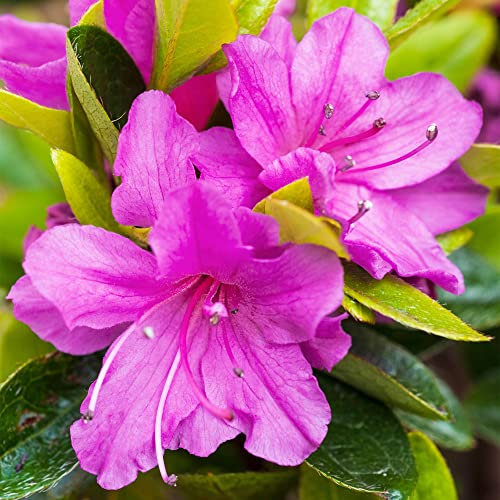Azalea Geisha Purple Plant - Spring Flowering Outdoor Garden Shrub Potted - Hardy Evergreen Plant for Bedding, Borders, Containers, Pots (1 Litre Pot, 15-25cm)