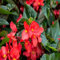 100 semi di nuovi fiori di begonia rossa gigante