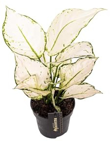 Aglaonema 'White Joy' (Pianta del Buio BIanca) - Ø12cm - 35cm | Pianta da Interno | Facile da Curare | Purifica l'Aria | Ideale per Arredo Casa e Ufficio