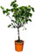 Tropictrees - Ficus Carica - Feigenbaum - 150cm - stammumfang 14-16 cm - Winterhart - A+