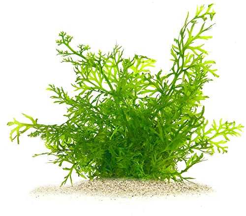 Ceratopteris thalictroides - Feiner Sumatrafarn in vitro XL - 8,5cm Bechergröße - Hintergrund Wasserpflanzen für Aquarien