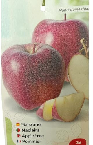 MANZANO STARQUIN | Maceta 25CM | Planta de Exterior | Fácil Cuidado | Manzana | Sabor Premium | Delicia frutal